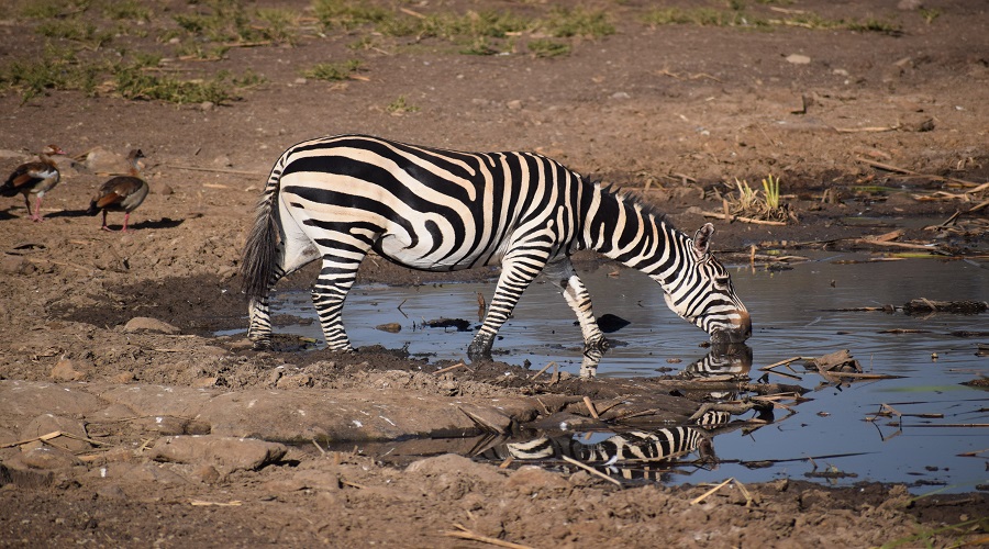 Discover 5 Days Tanzania Wildlife Wonders